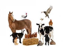 Товари для виробництва комбікормів і відгодівлі сільськогосподарських тварин