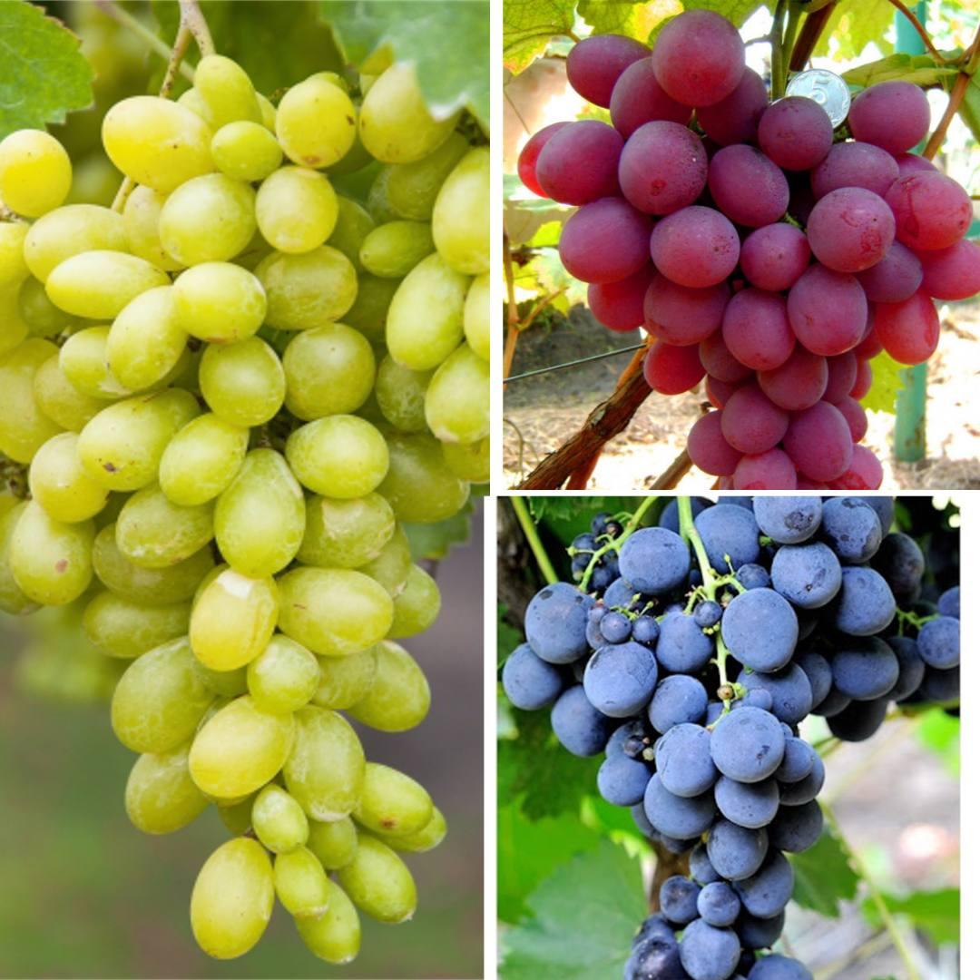 Виноград комплект "Гроздь мечты" з 3-х сортів, фото 1