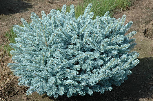Ялина колюча Glauca Globosa 2 річна, Ель колючая Глаука Глобоза, Picea pungens Glauca Globosa, фото 1