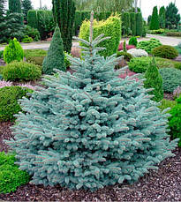 Ялина колюча Glauca Globosa 2 річна, Ель колючая Глаука Глобоза, Picea pungens Glauca Globosa, фото 3
