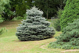 Ялина колюча Glauca Globosa 2 річна, Ель колючая Глаука Глобоза, Picea pungens Glauca Globosa, фото 4