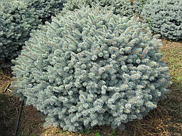 Ялина колюча Glauca Globosa 2 річна, Ель колючая Глаука Глобоза, Picea pungens Glauca Globosa, фото 5