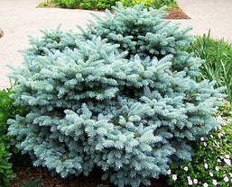 Ялина колюча Glauca Globosa 2 річна, Ель колючая Глаука Глобоза, Picea pungens Glauca Globosa, фото 6