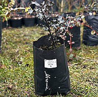 Магония Падуболиста (Mahonia Aquifolium), 15 см