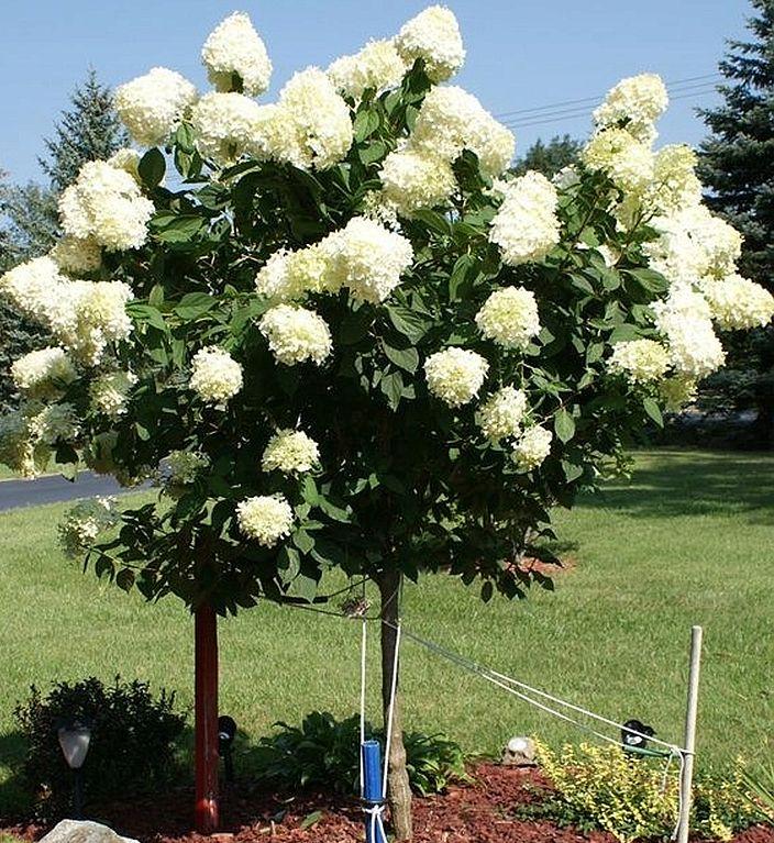 Гортензія волотиста Polar Bear (Полар Бір) штамб 70-80см  гор 7л, фото 1