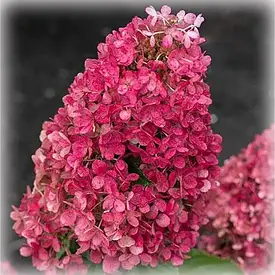 Гортензія волотиста Living Royal Flower 4 річна, Гортензия метельчатая Роял Флауер, Hydrangea paniculata