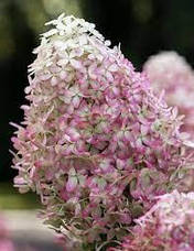 Гортензія волотиста Living Royal Flower 3 річна, Гортензия метельчатая Роял Флауер, Hydrangea paniculata, фото 3