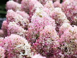 Гортензія волотиста Living Royal Flower 3 річна, Гортензия метельчатая Роял Флауер, Hydrangea paniculata, фото 4