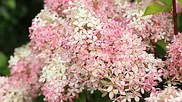 Гортензія волотиста Living Royal Flower 3 річна, Гортензия метельчатая Роял Флауер, Hydrangea paniculata, фото 5