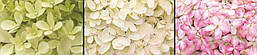 Гортензія волотиста Living Royal Flower 3 річна, Гортензия метельчатая Роял Флауер, Hydrangea paniculata, фото 6