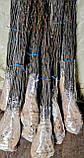 Підщепа для груші айва Елін, Ø 5 мм, фото 8