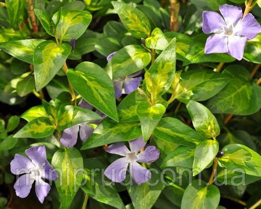 ВІЧНОЗЕЛЕНИЙ БАРВІНОК ВЕЛИКИЙ MACULATA (дорослий кущ в технологічному горщику)