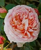 Роза "Персиково Чудо" Английский пионовидный