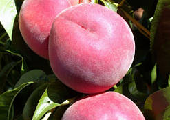 Саджанці Персика Рожева Леді 130-150 см