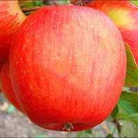 Яблоня Пинова 130-150 см