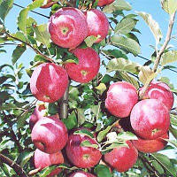 Яблоня Фуджи 140-10 см