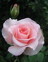 Саженец Роза Фламинго