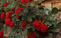 Саджанець Троянда в'юнка (почвопокровная) Дон жуан