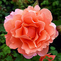 Саженец Роза плетистая (почвопокровная) Розовый Жемчуг