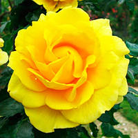 Саженец Роза плетистая (почвопокровная) Римоза