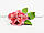 Цветы из мастики - Роза Королевская - Персиковая ∅90, фото 2