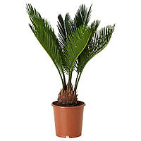 Цикас Революта Florinda (Саго́вник поника́ющий) Cycas Revoluta, высота 20 - 30см, объём гор OE, код: 7415657