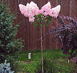 Гортензія волотиста Vanille Fraise (Ваніла Фрейз) штамб 70-80см  гор 7л, фото 3