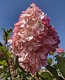 Гортензія волотиста Vanille Fraise (Ваніла Фрейз) штамб 70-80см  гор 7л, фото 6