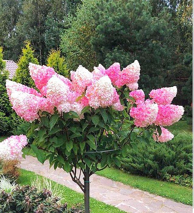 Гортензія волотиста Vanille Fraise (Ваніла Фрейз) штамб 70-80см  гор 7л, фото 1