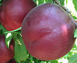 Нектарин РЕБУС 028 раннього терміну (дворічний), фото 2