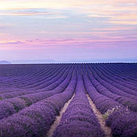Аромаолия "Dark lavender", 1 л