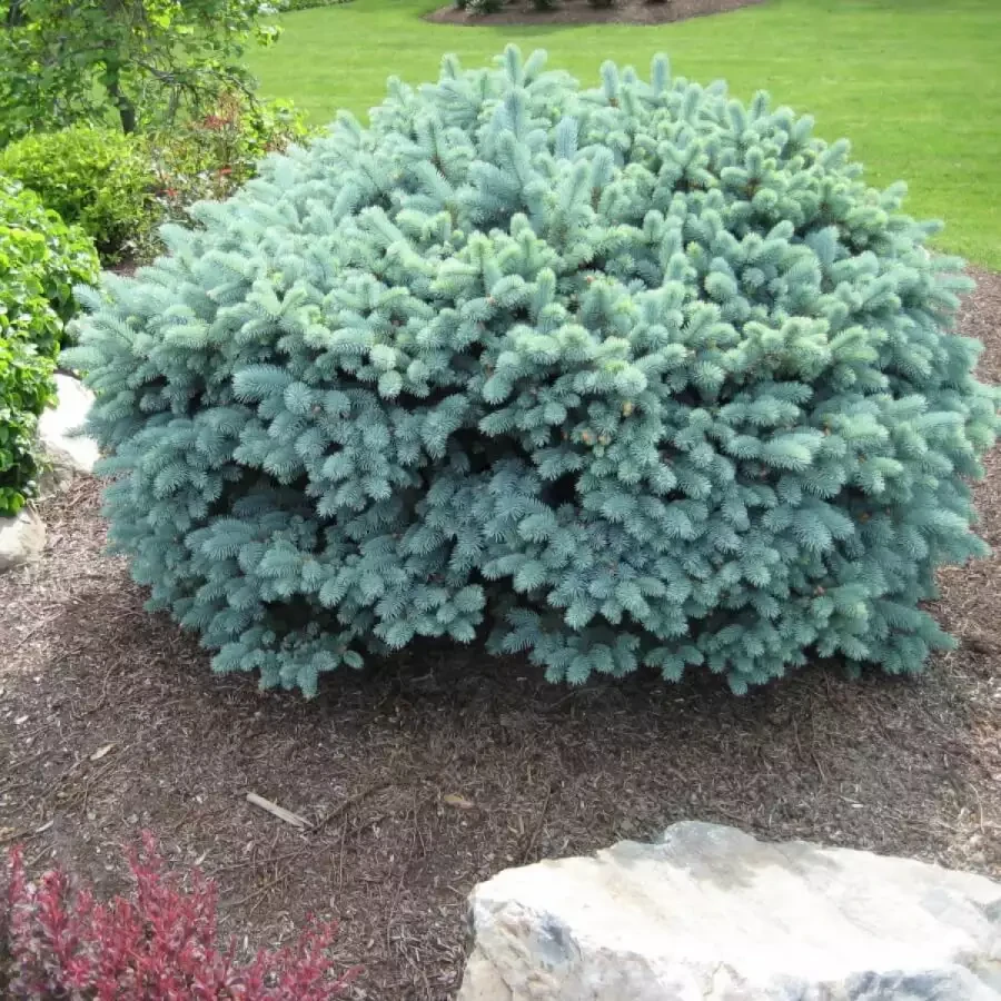 Саджанці Ялини колючої Глаука Нана (Picea glauca Nana)