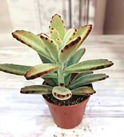 Каланхоэ золотая девушка Kalanchoe tomentosa golden girl Суккулент Комнатное растение