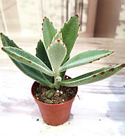 Каланхоэ войлочное Kalanchoe tomentosa Суккулент Комнатное растение