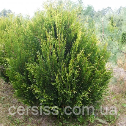 Туя складчаста Корнік саджанці 20 см в контейнарах Thuja plicata Kornik