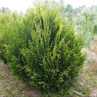 Туя складчатая Корник саженцы 20 см в контейнерах Thuja plicata Kornik