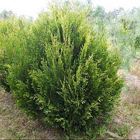 Туя складчаста Корнік саджанці 20 см в контейнарах Thuja plicata Kornik