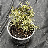 Туя Смарагд саджанці в контейнарах Thuja occidentallis Smaragd, фото 2