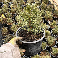 Туя Смарагд саджанці в контейнарах Thuja occidentallis Smaragd