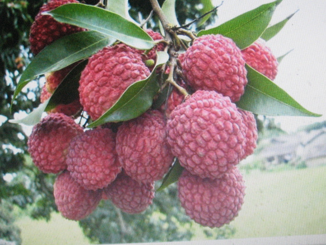 Кудрания