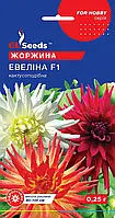 Георгина Евеліна суцвіття густомахрові d — 12 см кактусоподібні для квітників і зрізання, паковання 0,25 г