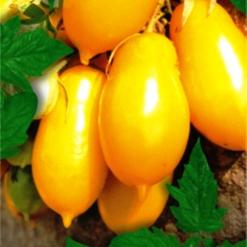 Насіння томатів Сосулечка жовта