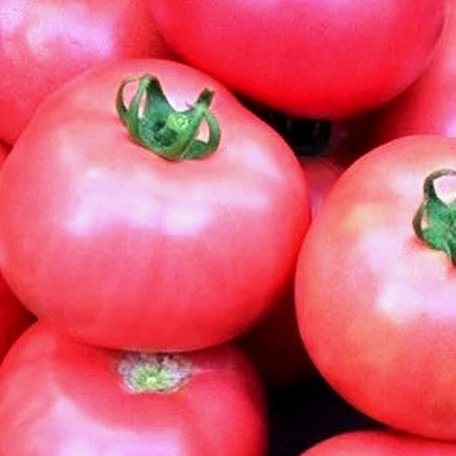 Насіння томатів Дика роза