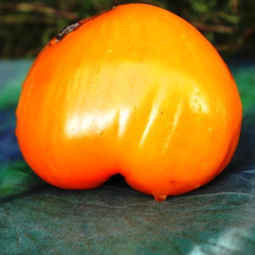 Насіння томатів Золоті куполи