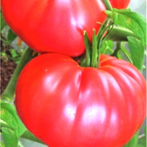 Насіння томатів Царський подарок