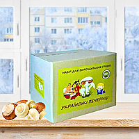 Грибная коробка с мицелием для выращивания белых шампиньонов