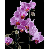 Картина по номерам STRATEG Изысканная орхидея на черном фоне, 40x50 см (AH1044)