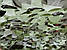 Маскувальна сітка для військових, серія Double Sided світло - зелений піксель + олива піксель (спанбонд) 2*3м, фото 6