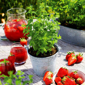Саджанці м'яти полуничної (Mentha spicata Almira)