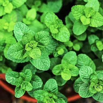 Саджанці марокканська м'ята, м'ята арабська (Mentha spicata Marokko)